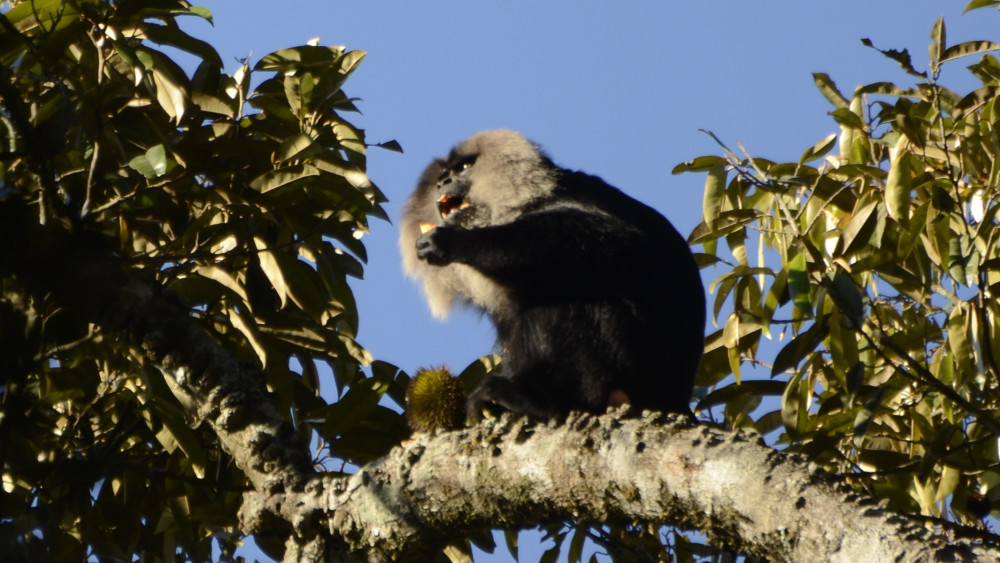Pushed to The Edge: Lion-tailed Macaques and the Case of Disappearing Forests