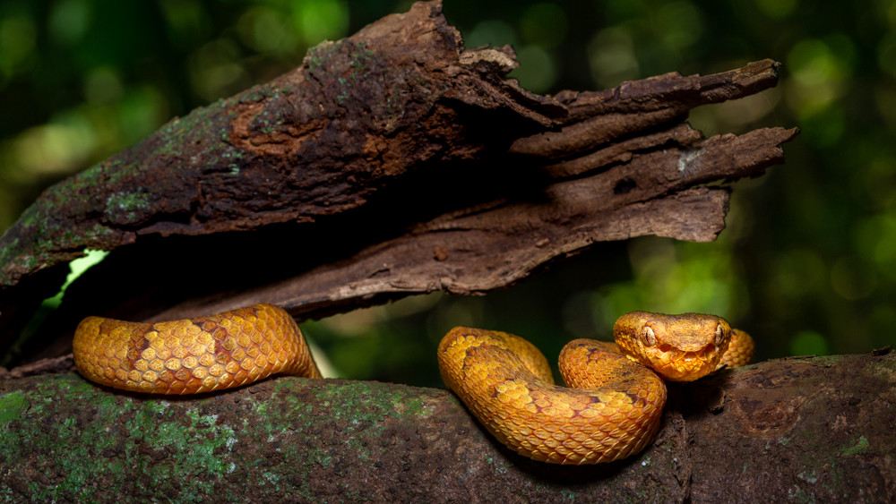 The Skin of Many Colours: Morphs of the Malabar Pit Viper