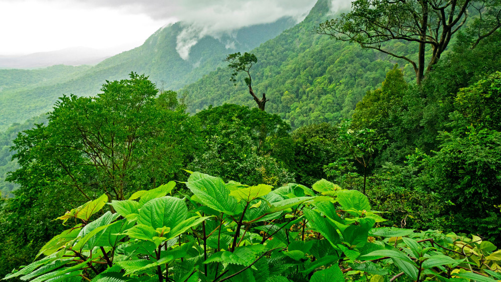 A Secret Forest: The Hidden Lives of Agumbe