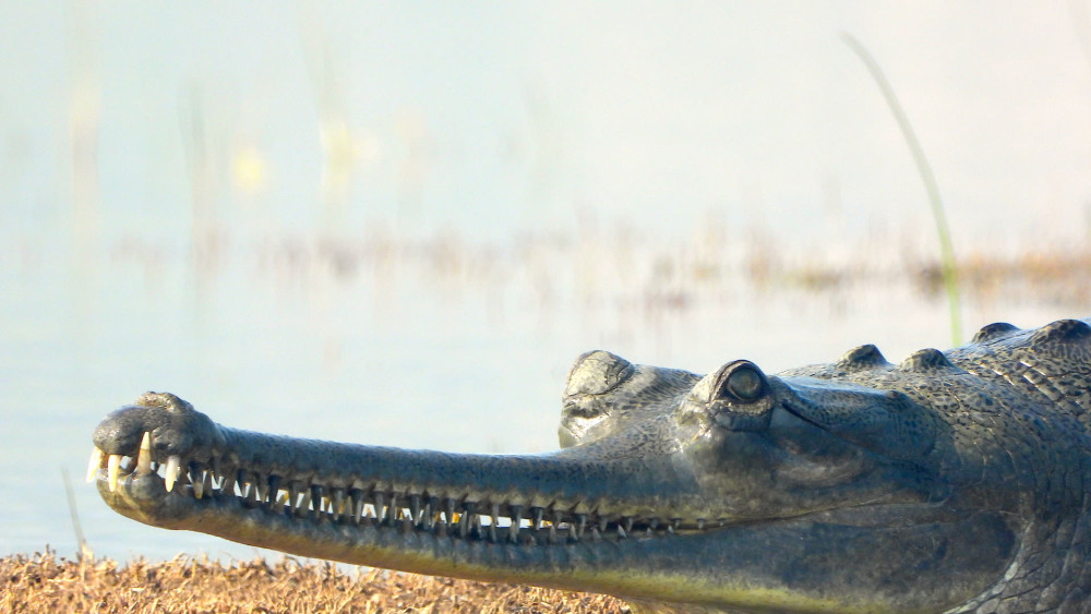 The Guide: Ken Gharial Sanctuary