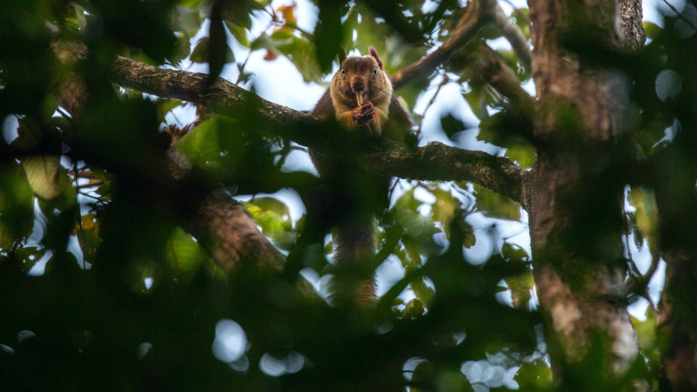 Hop, Skip and Jump: The Giant Squirrels of India