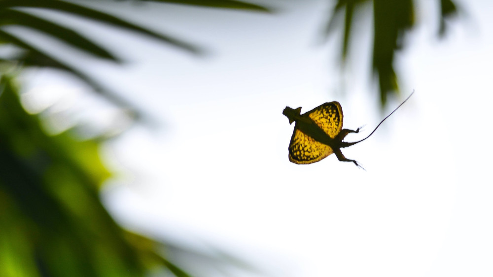 The Flying Dragons of South India