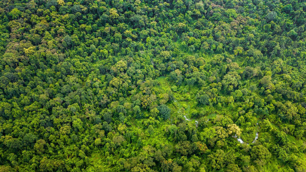 Hollongapar Gibbon Wildlife Sanctuary