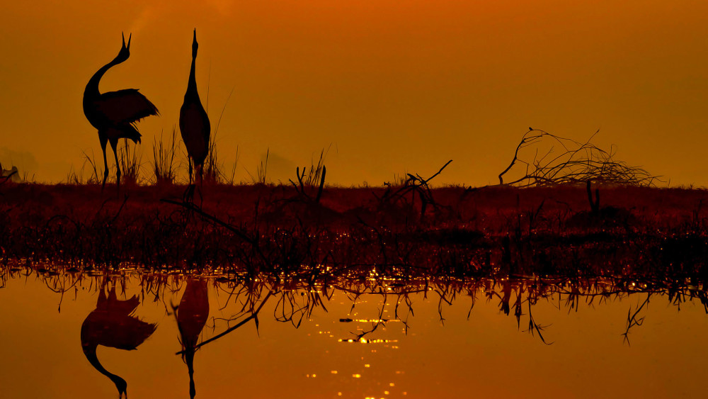 Keoladeo Ghana National Park