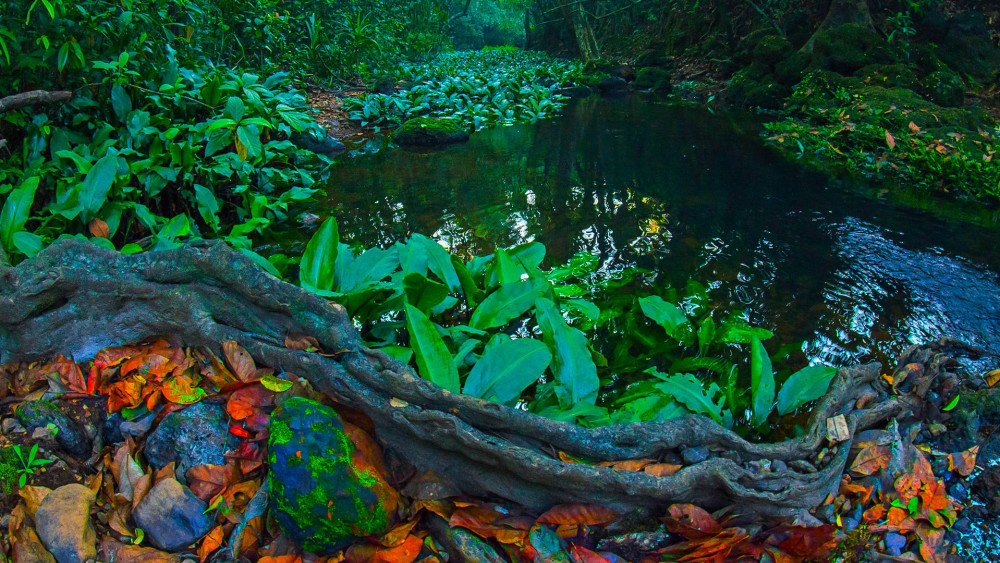 Agumbe