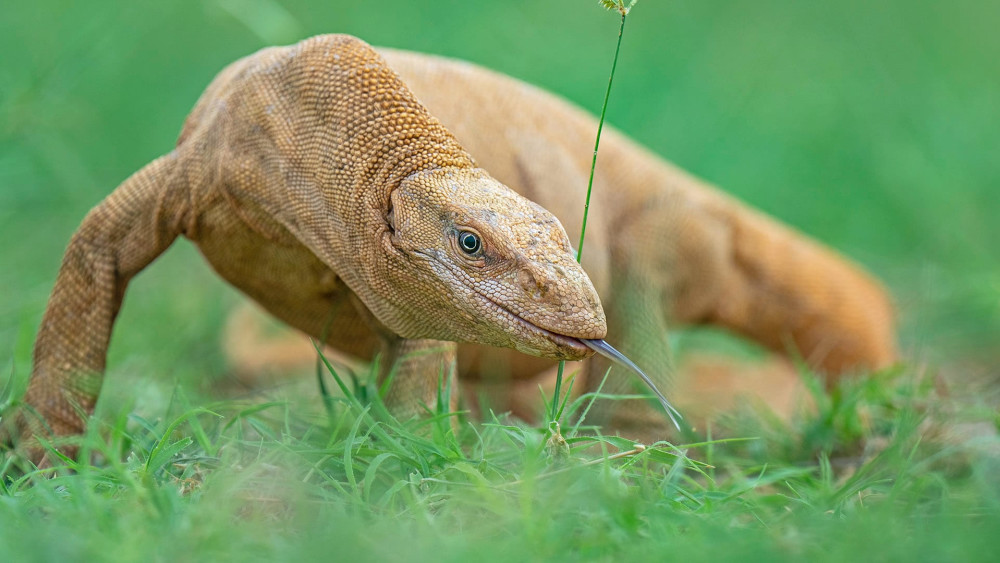 Bengal monitor lizard