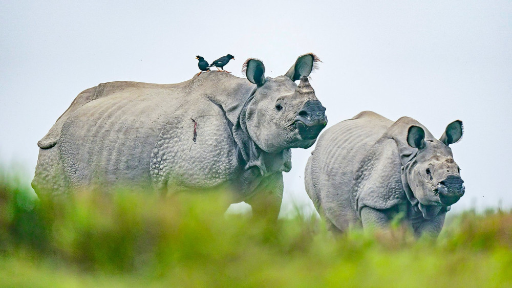 Greater one-horned rhinocerous