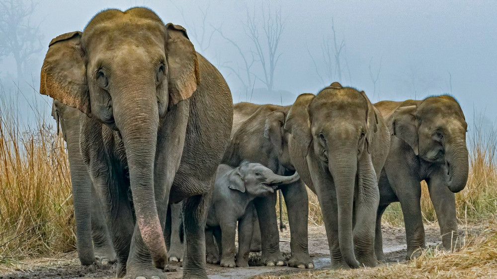 Asian elephant