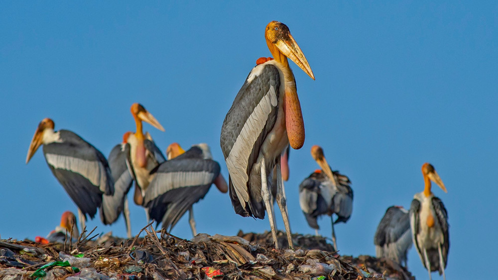 Greater adjutant stork