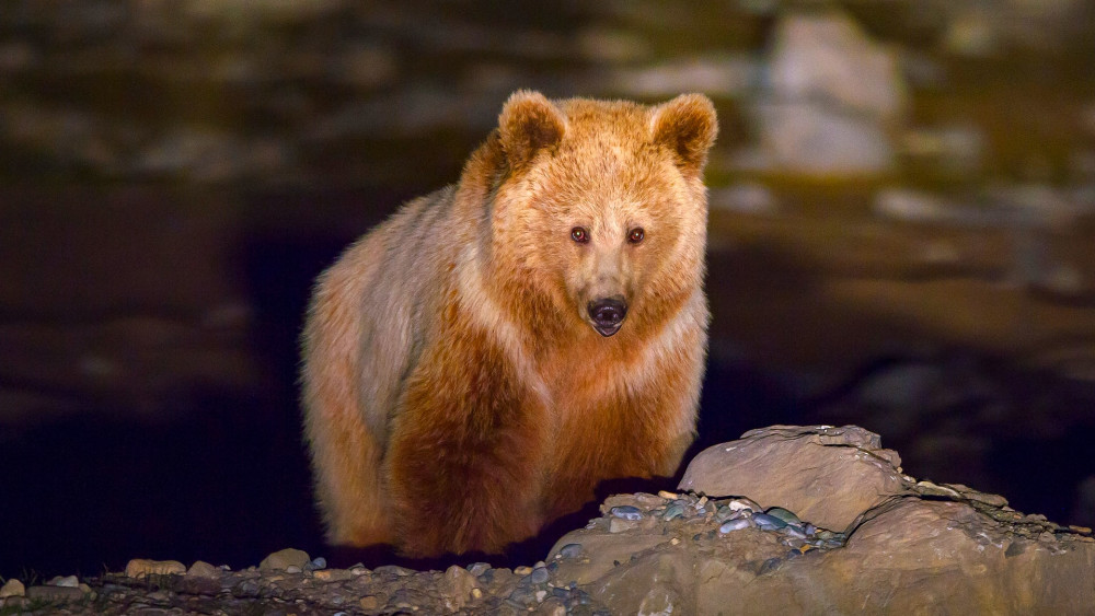 Himalayan brown bear