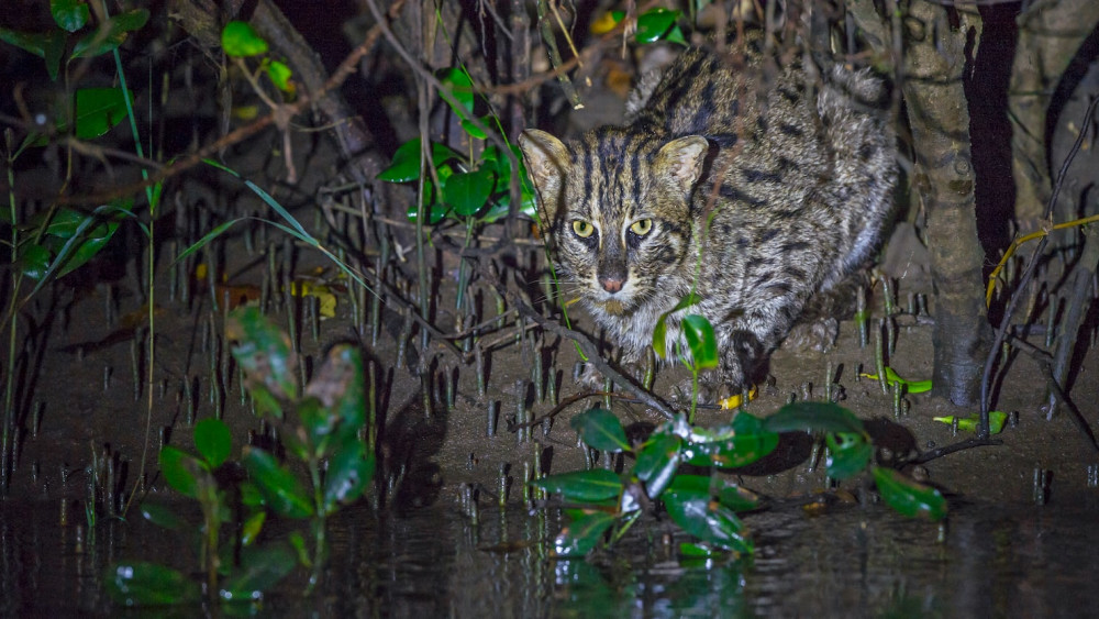 Fishing cat