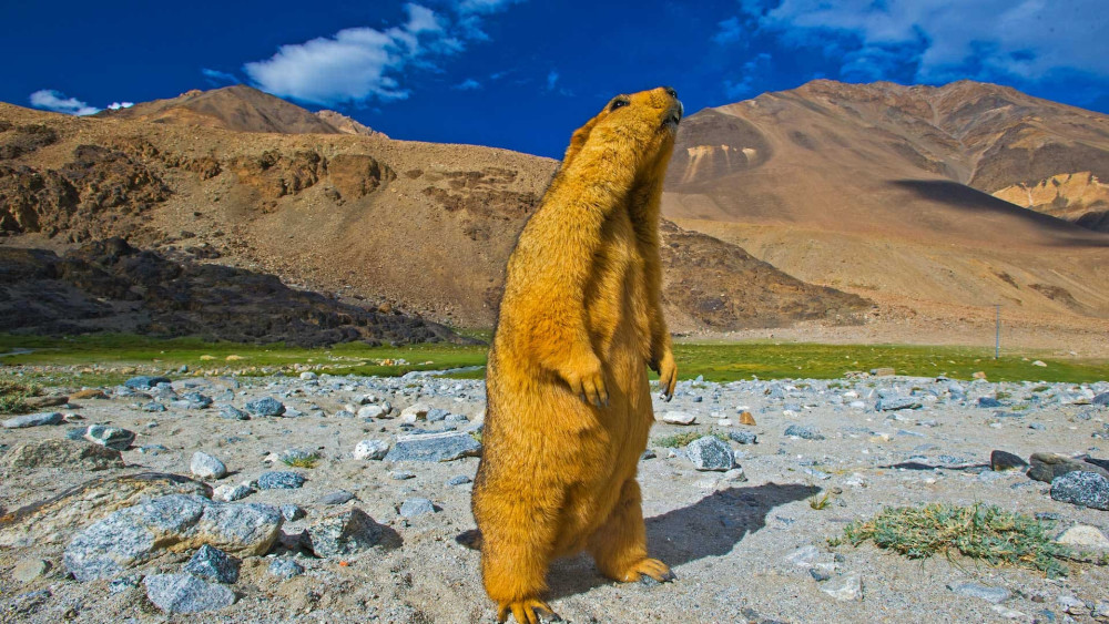 Himalayan marmot