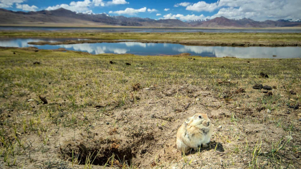 Ladakh pika
