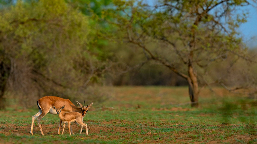 Chinkara