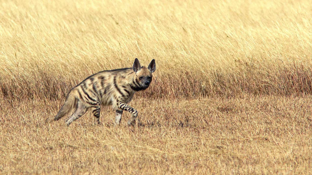 Striped hyena