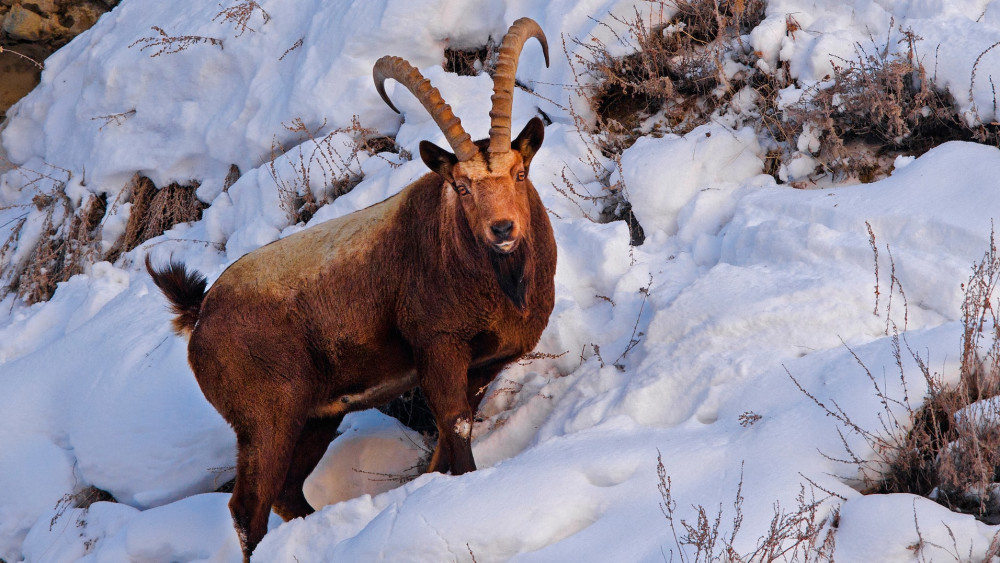 Asiatic ibex