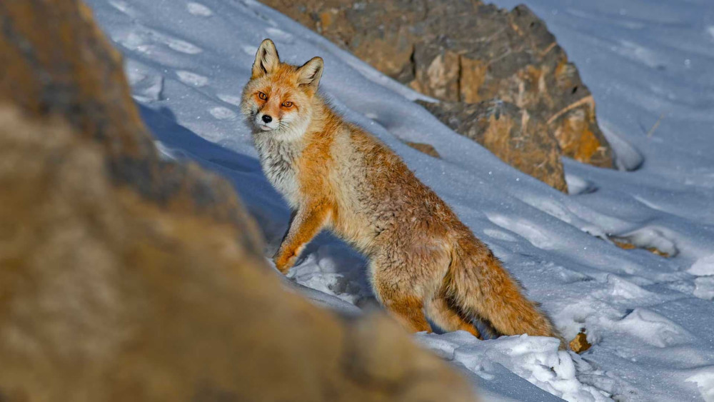 Himalayan red fox