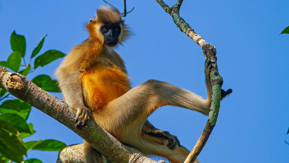 Capped langur