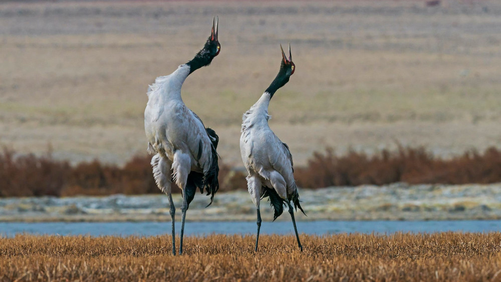 Black-necked crane