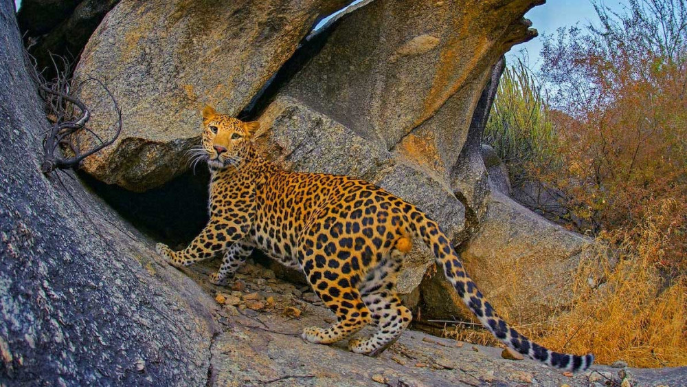 Leopard