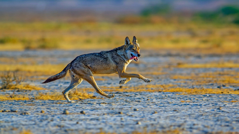 Indian grey wolf