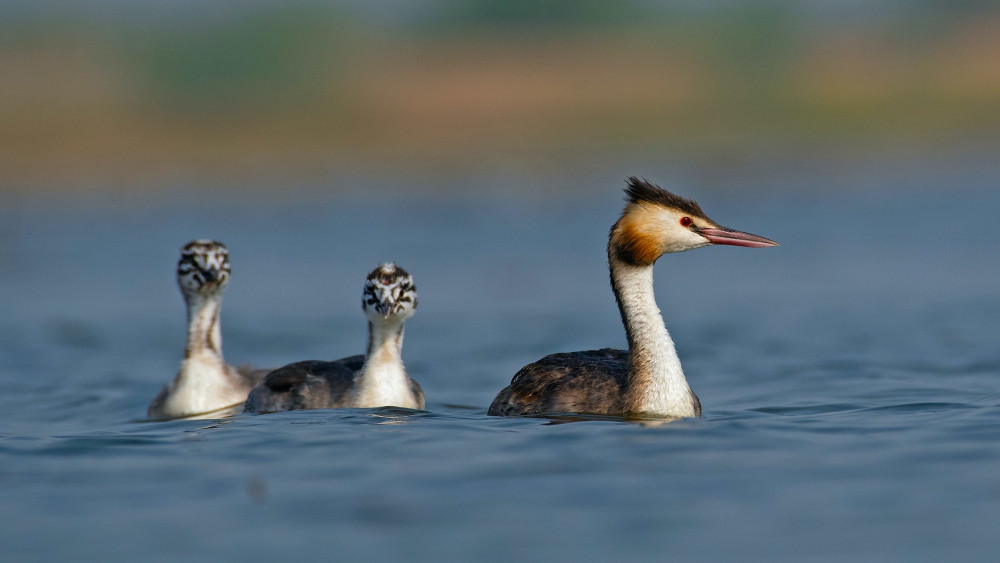 Great crested grebe