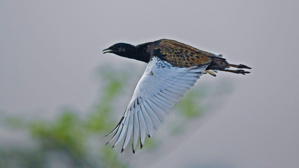 Bengal florican