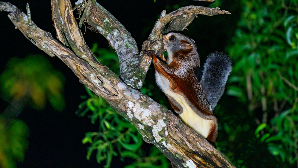 Red giant gliding squirrel