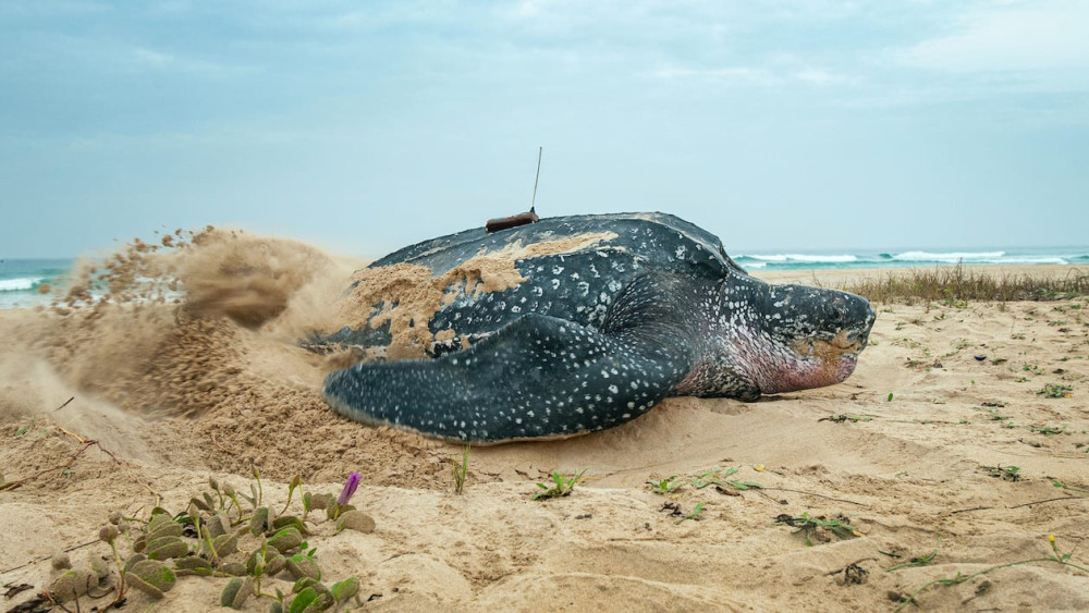Leatherback turtle