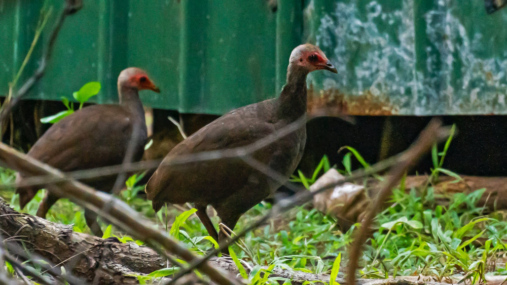 Nicobar megapode
