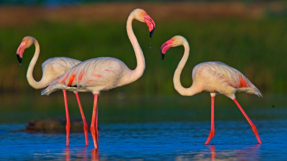 Greater flamingo