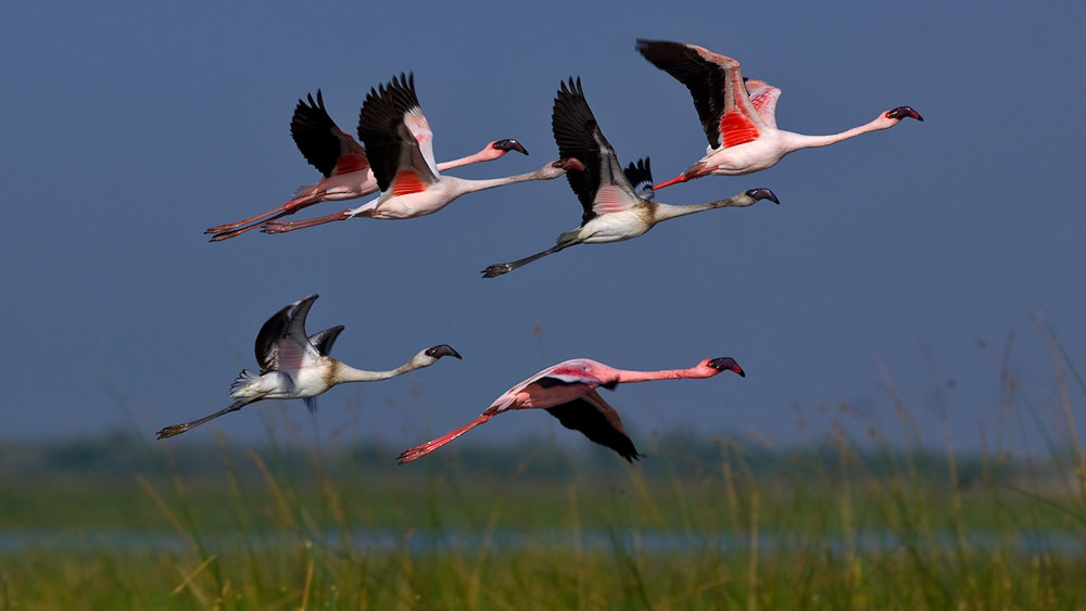 Lesser flamingo
