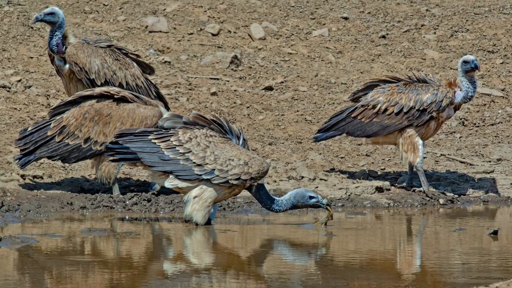 Indian vulture