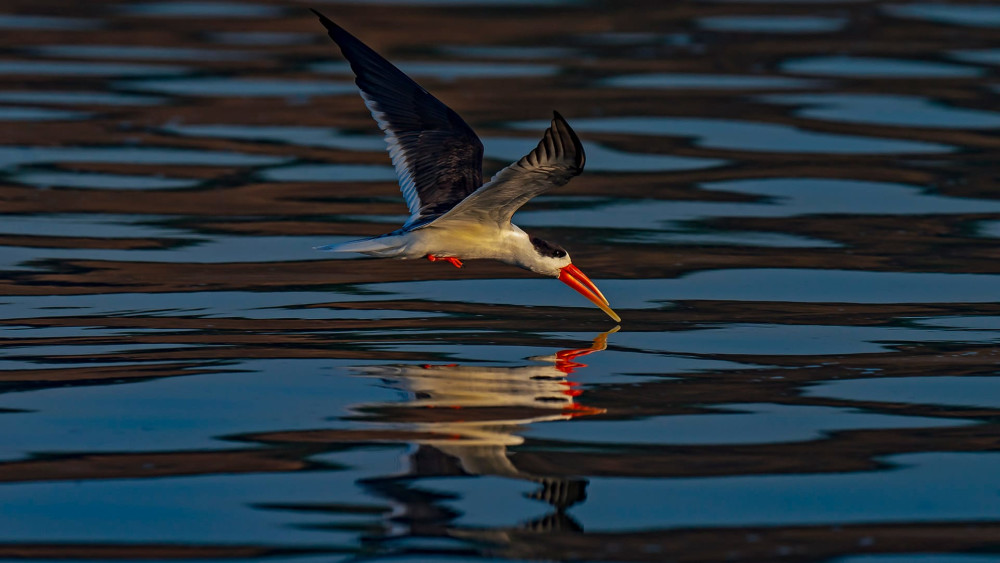 Indian skimmer