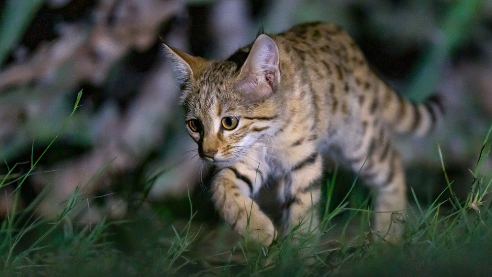 Indian desert cat