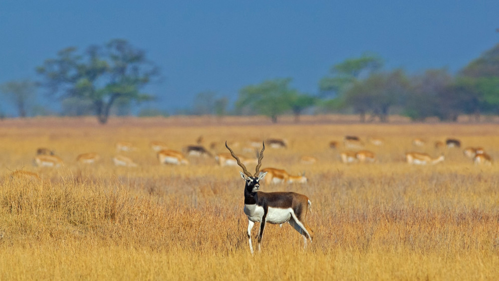 Blackbuck