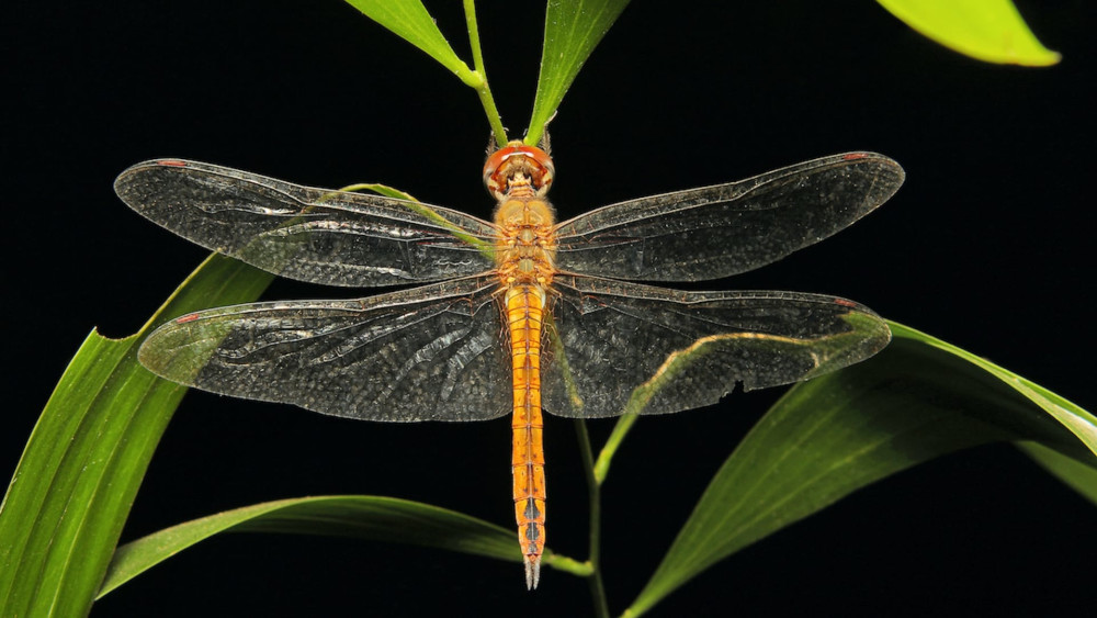 Globe skimmer