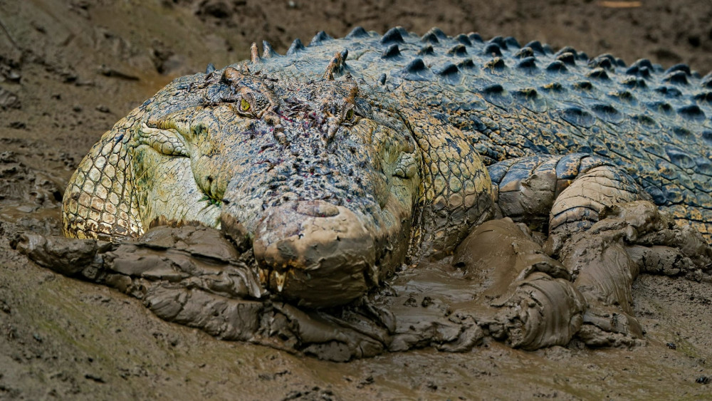 Saltwater crocodile