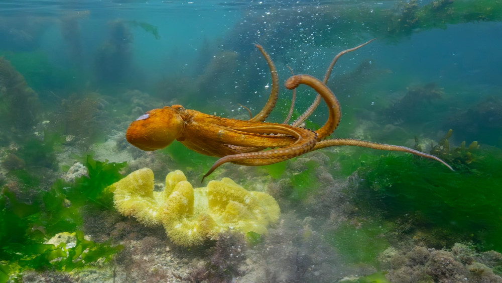 Octopus