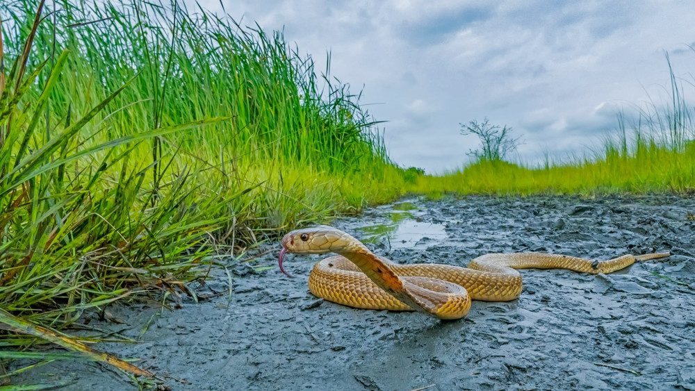 Spectacled cobra