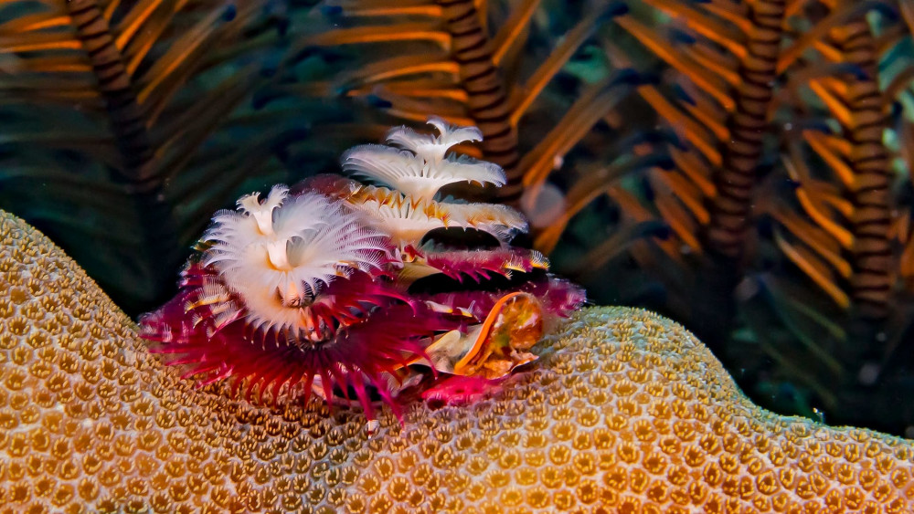 Christmas tree worms