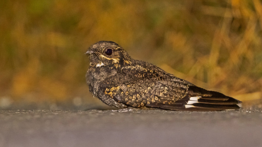 Nightjars