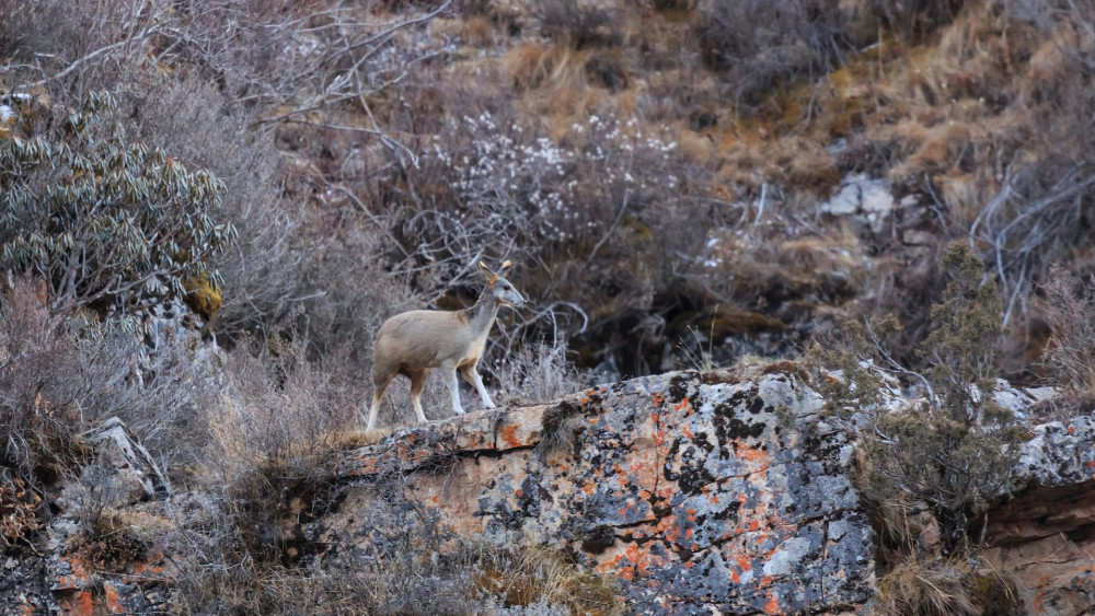 Himalayan musk deer