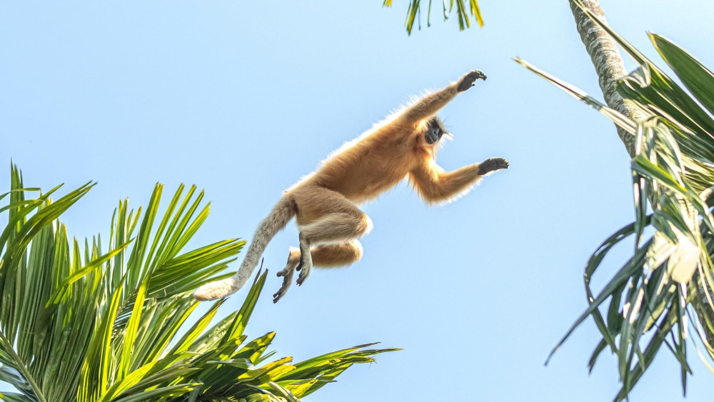 Golden langur