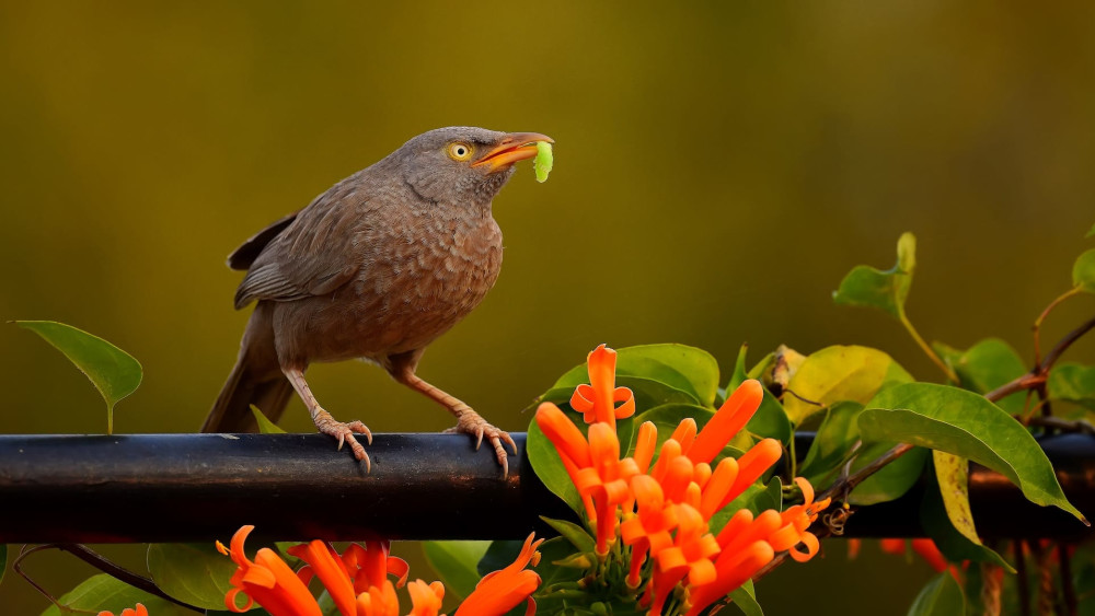 Jungle babbler