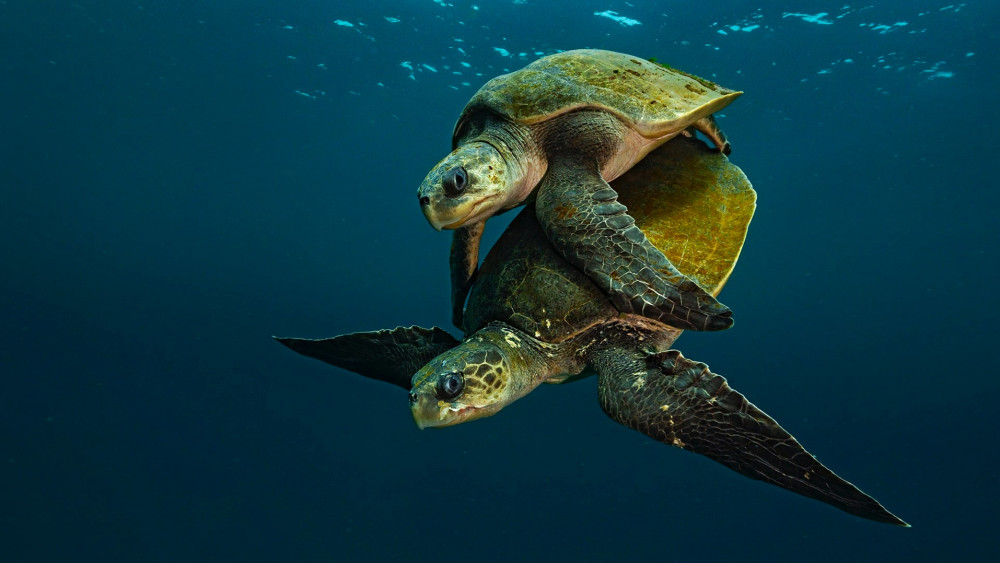 Olive ridley sea turtle