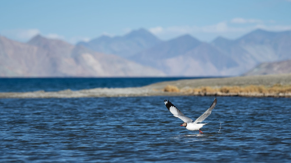 Gulls