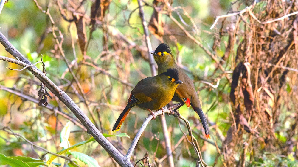 Bugun liocichla