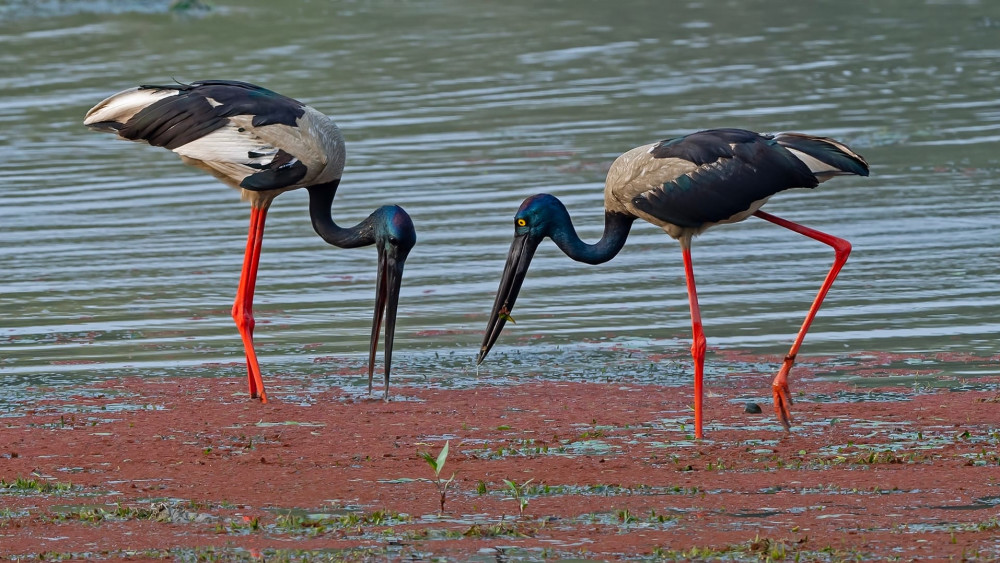 Black-necked stork
