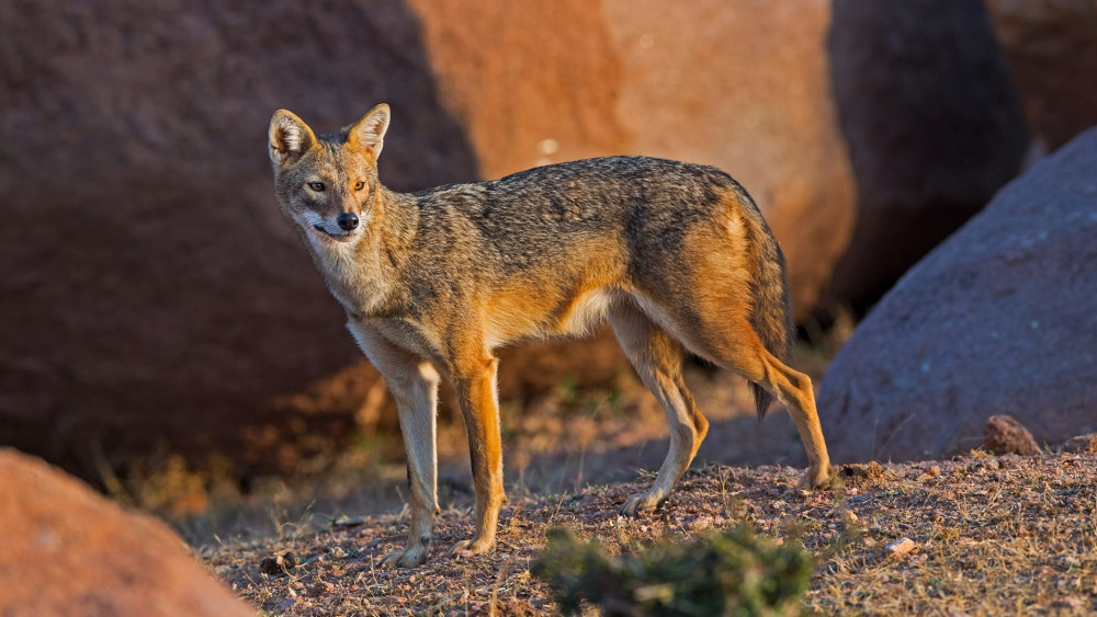 Golden jackal